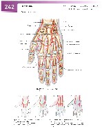 Sobotta Atlas of Human Anatomy  Head,Neck,Upper Limb Volume1 2006, page 249